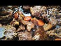 Simple lamb stew recipe