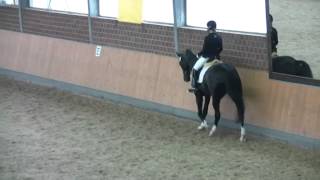 Do Courell Dressurpferde-M