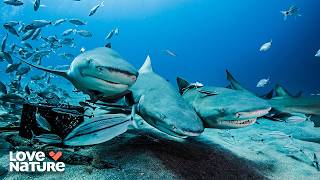 Into the Shark Pit: Untamed Socorro Islands | Great Blue Wild 102