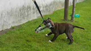 Staffordshire Bull Terrier Redinitio Triple Trouble Rico 4 Month On The Springpole