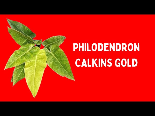 philodendron silber Philodendron Silver Stripe | Houseplants