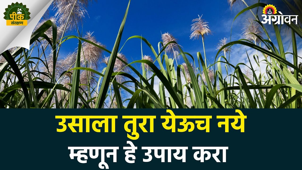 Sugarcane Farming : उसाला तुरा येण्याची नेमकी कारणे काय आहेत? |Agrowon | ॲग्रोवन