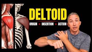 Deltoid Muscle | Origin, Insertion, Action & Innervation (Muscular System)