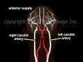 Blood Supply to the Brain - Animation and Narration by Dr. Cal Shipley, M.D.