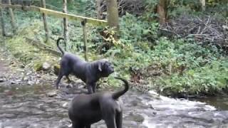 Neapolitan Mastiff Pack Powerful Runners Enjoy the River