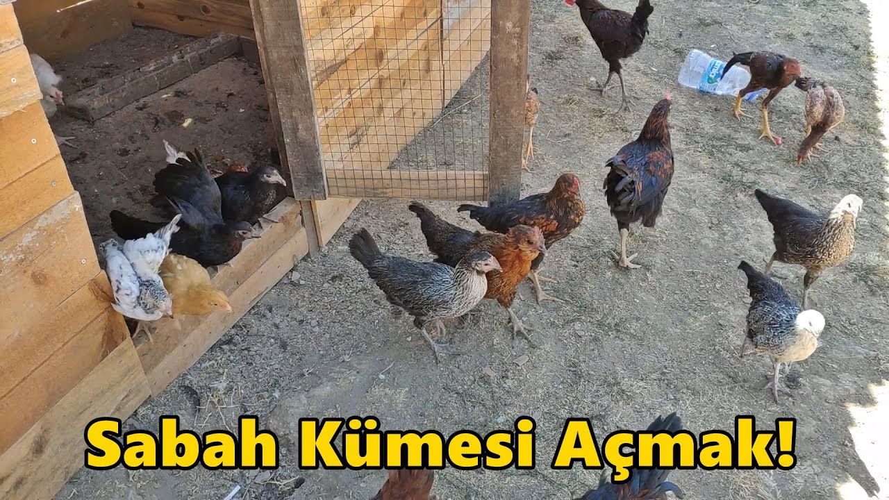 Sabah Kümesi Açmak!-/CivCivi Kaybettik!/-Yaramaz Ördek!