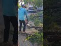 big tree cutting #chainsaw #treecutting #forestwork #shortvideo #shorts #youtubeshorts