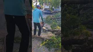 big tree cutting #chainsaw #treecutting #forestwork #shortvideo #shorts #youtubeshorts