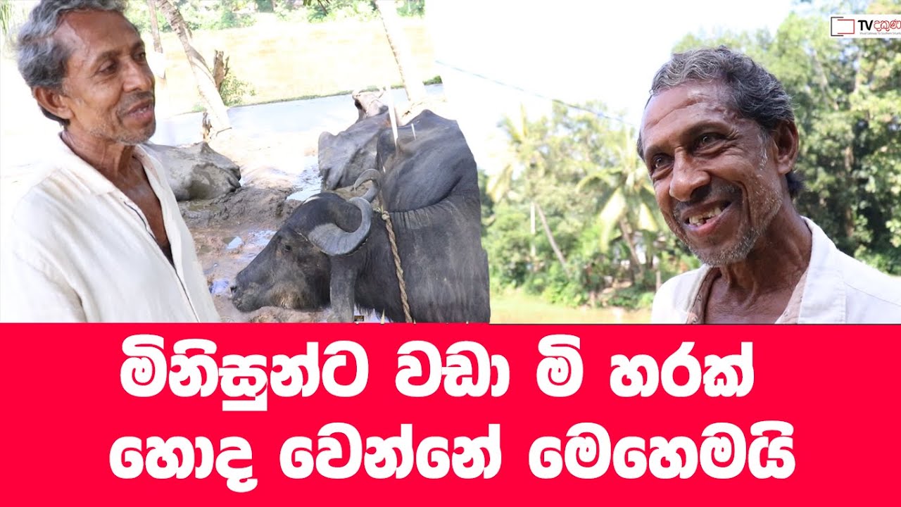 මී හරක් හොද වෙන්නේ මෙහෙමයි