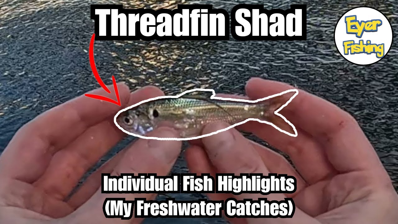 Freshwater Fish I've Caught - Threadfin Shad (Dorosoma petenense)