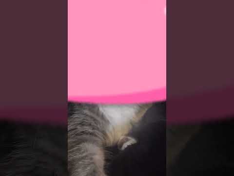 توم متابعين بي سلمو عليك