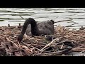 "A black swan remains on the nest as a mute swan preens and her cygnet feeds nearby 🦢🐣🌊🌿🪺"