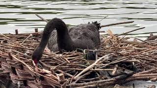 "A black swan remains on the nest as a mute swan preens and her cygnet feeds nearby 🦢🐣🌊🌿🪺"