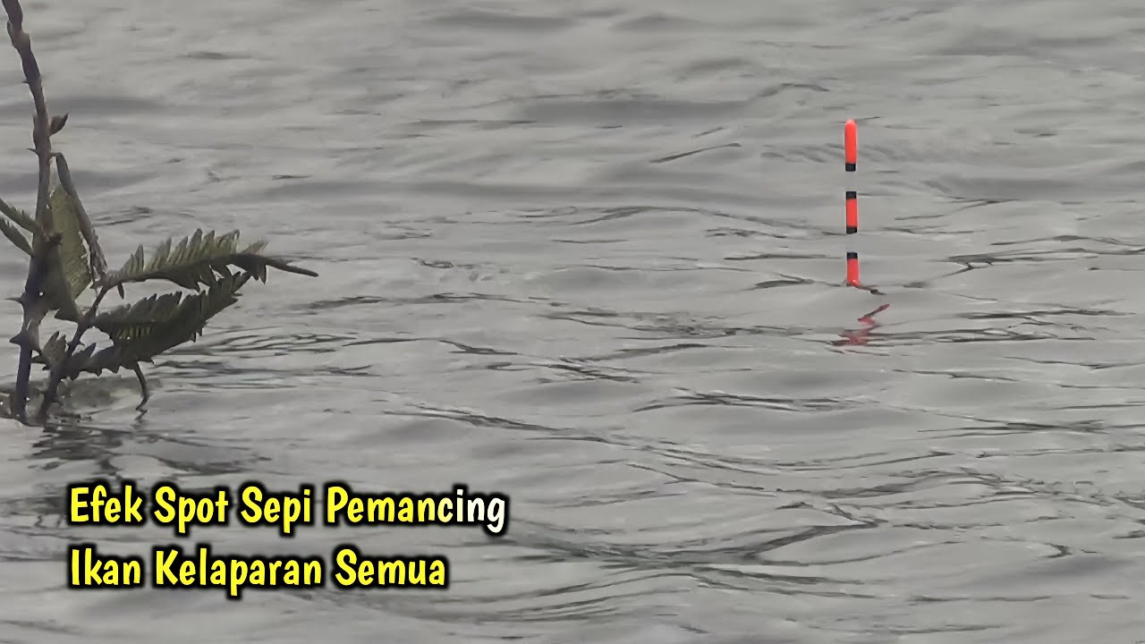 KETEMU GEROMBOLAN IKAN LAPAR‼️SATU TITIK SAJA DAPAT BANYAK IKAN‼️MANCING IKAN NILA - MANCING MANIA