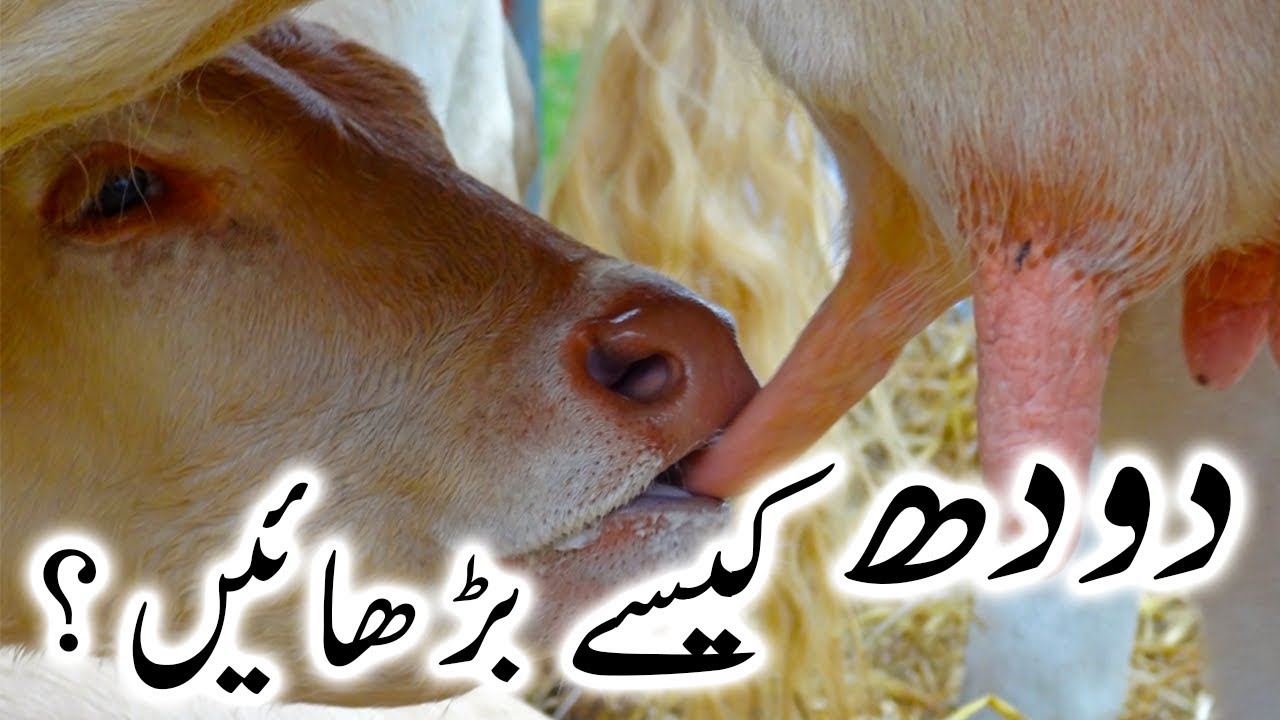 How To Increase Dairy Cows Milk Cows Buffaloes Ka Doodh Barhane Ke Liye Masala By Ijaz Riaz Mastoi Youtube