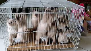 What a Beautiful Siamese Kittens