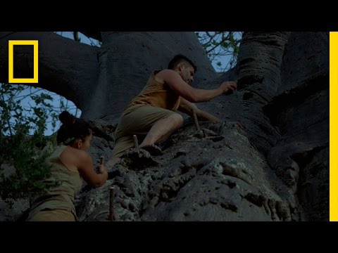 Setting Up Camp in a Tree | The Great Human Race Instructional Video Setting Up Camp in a Tree | The Great Human Race Instructional Video