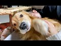 愛犬差し置いて旦那ナデナデしたら怒られたww