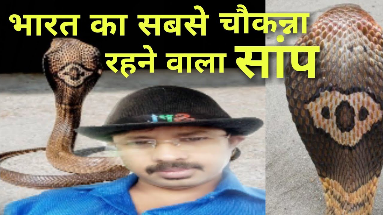 cobra rescue litters One of the 10 venomous snakes of India, a dangerous snake