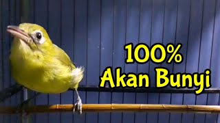 AUTO BUNYI ‼️ Begini Suara Betina Merangsang Jantan Agar Gacor (20/12/20)