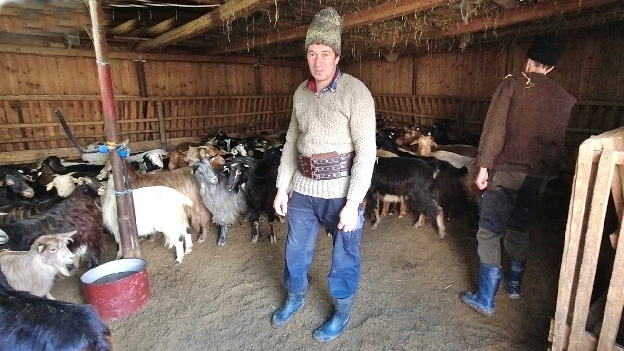 150 DE CAPRE,IN SAIVANUL FRATILOR GOSPODARU. ANIMALE INGRIJITE CUM TREBUIE.