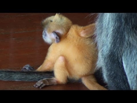 Silvery Lutung (Silvered Leaf) Monkey & A Very Cute Orange Baby - National Park in Borneo. 1080p HD