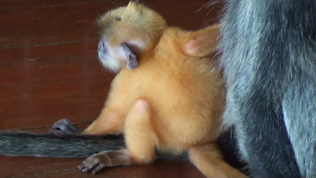 Silvery Lutung (Silvered Leaf) Monkey & A Very Cute Orange Baby - National Park in Borneo. 1080p HD