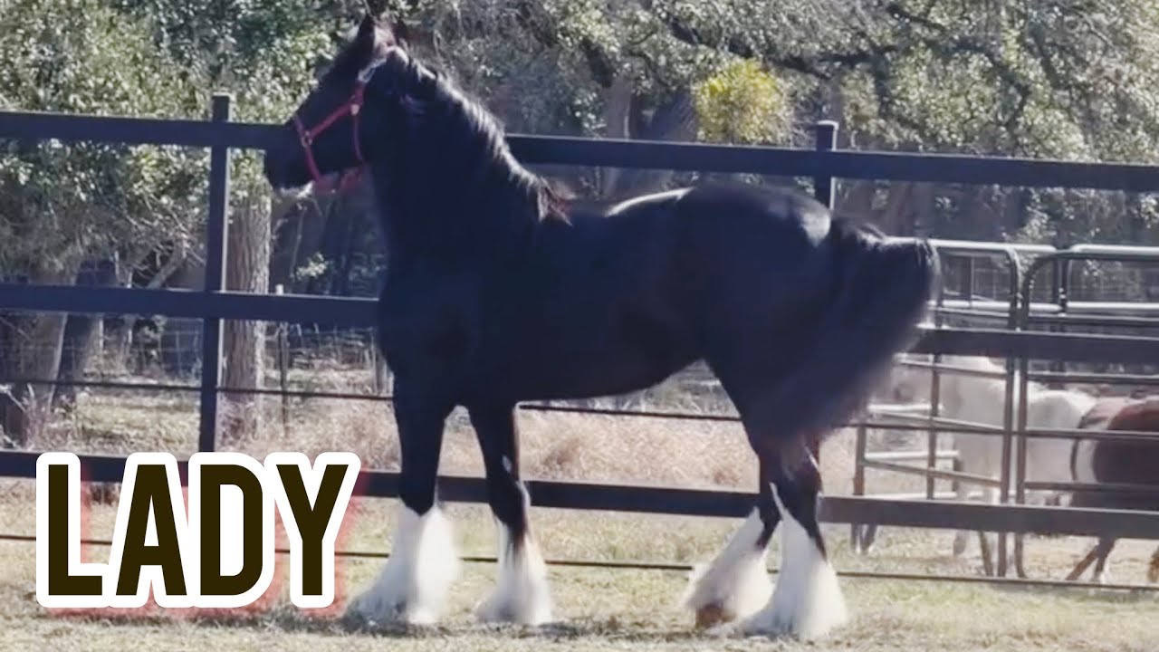 Los sueños se cumplen #montserratoliver #lady 