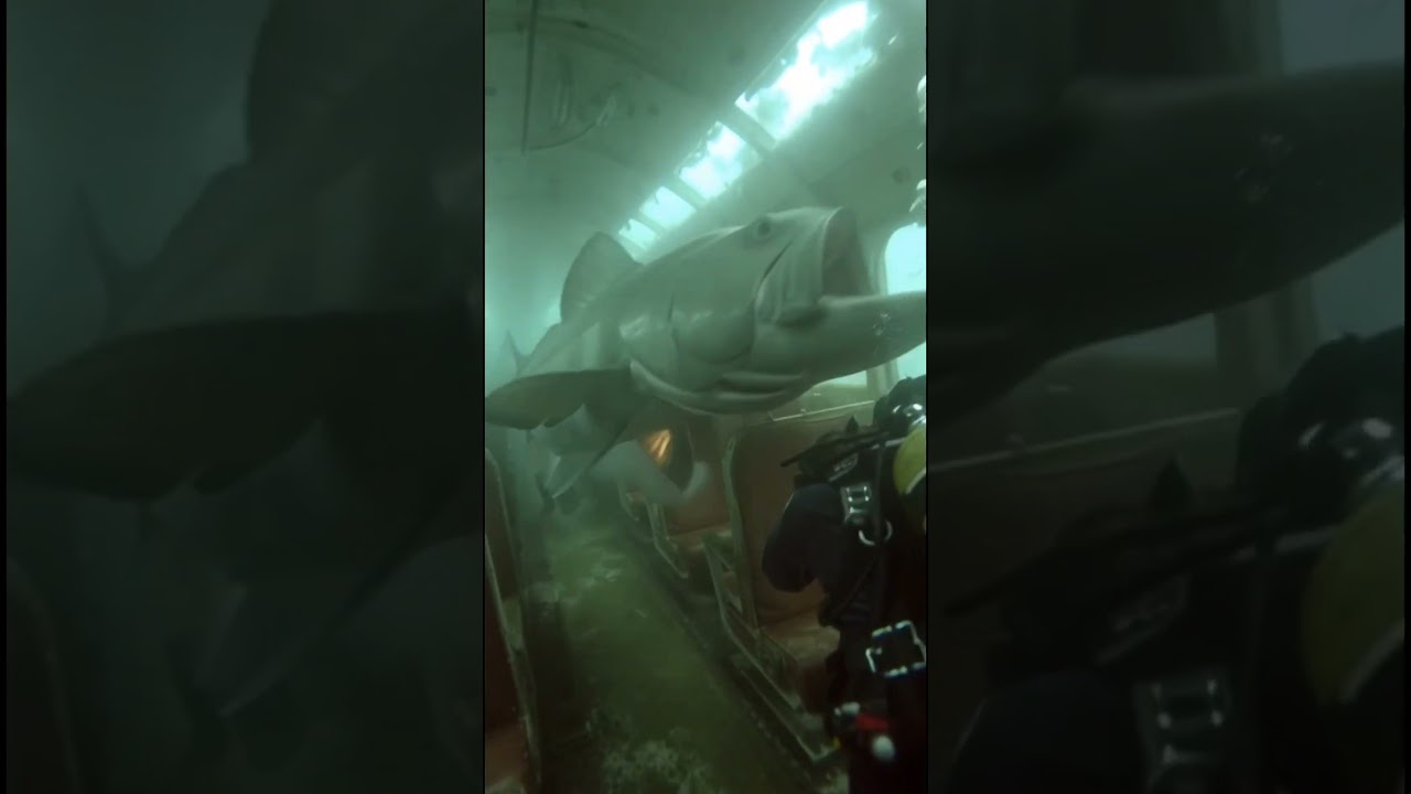 FACE TO FACE with a Giant Goliath Grouper inside a Sunken Plane! ✈️🐟#ScubaDiving #Ocean #GiantFish