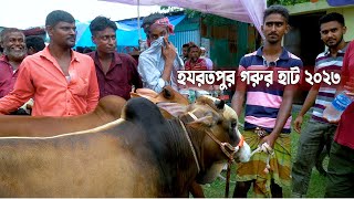 ছোট গরুর ধামাকা ৫৮ ৬৫ ৭০ হাজারে কোরবানি গরু । হযরতপুর গরুর হাট 2023 । গরুর দাম 2023