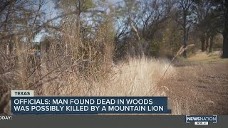 Officials: Man found dead in woods was possibly killed by a mountain lion