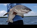 GoPro on a Shark!