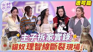 #女神透可 求你了貓主子~不要再送昆蟲給我！女星家貓的調皮日常令人好氣又好笑！│ 女神在線 TV45