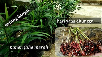 panen jahe merah di polibag#fajhamchannel