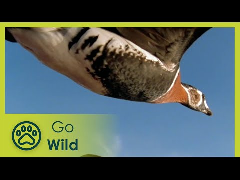 Blue Danube Black Sea - Go Wild