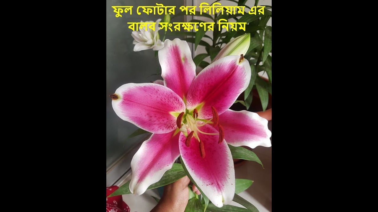 ফুল ফোটার পর কিভাবে লিলিয়াম ফুলের বাল্ব সংরক্ষণ করবেন?