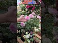 バラ苗購入!!店長おすすめのバラ情報!【高木大輔さん】#shorts
