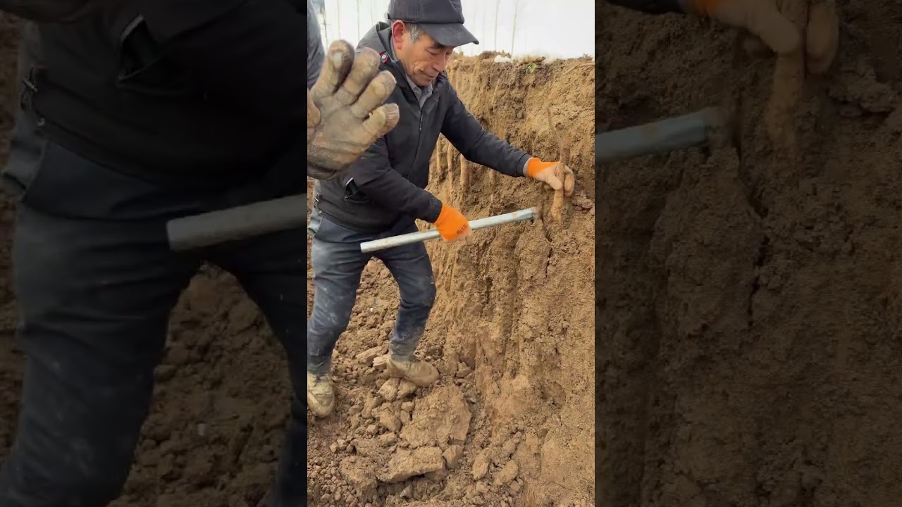 The stars have quieted down, not knowing where to sink