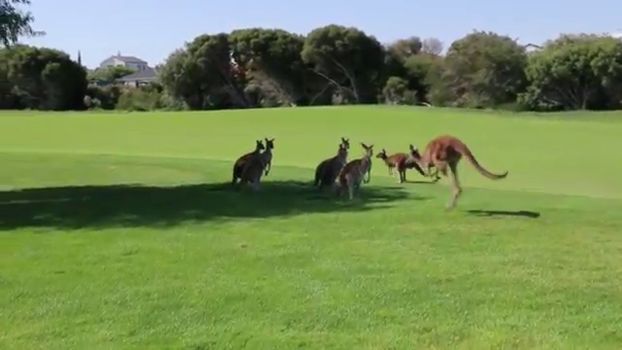 What is Ambrose Golf? YouTube