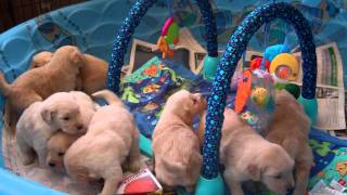 Mattiaci Golden Retrievers: Philippe-Syrah Males 4 weeks!