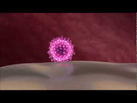 ГРИПП: пути передачи