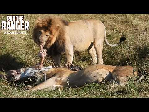 Young Hippo Feast For Lions!! - Maasai Mara Safari | Zebra Plains