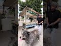 秋田犬長毛カイ宮川朝市の高山の人はあったかい