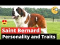 Saint Bernard: Why you Should (or Shouldn't) get this Dog breed? の動画、YouTube動画。