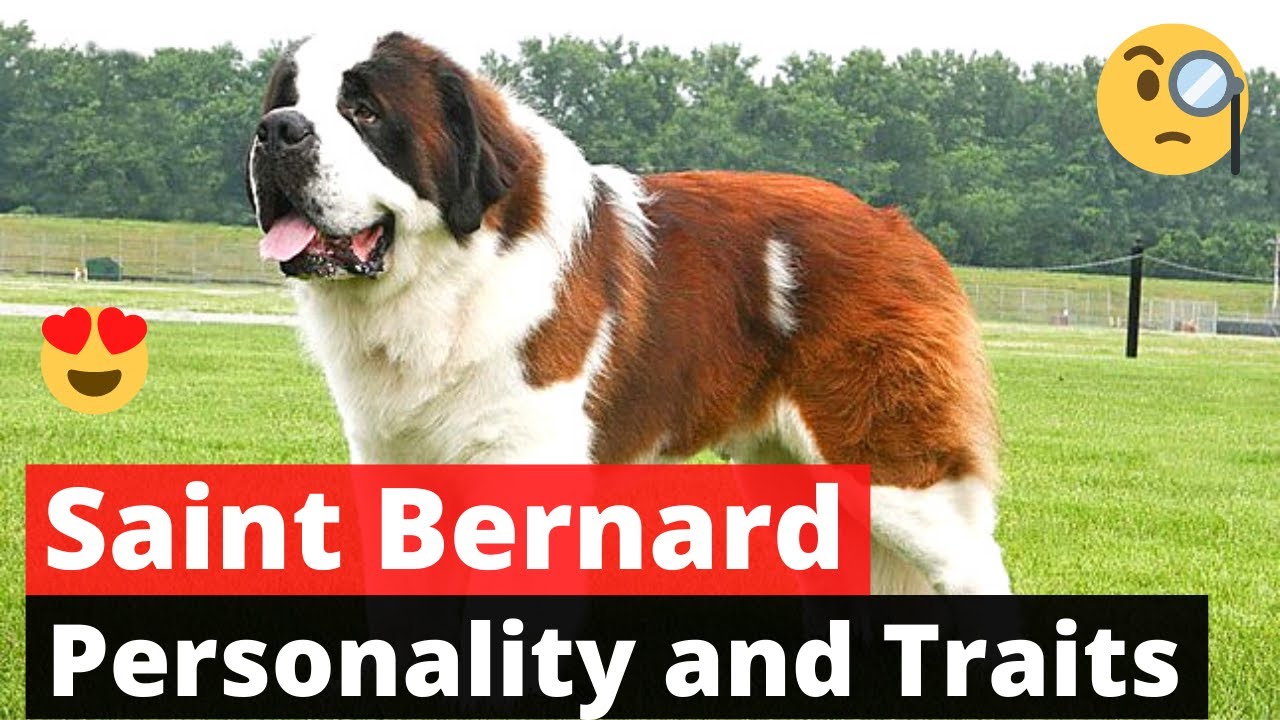 saint bernard 101