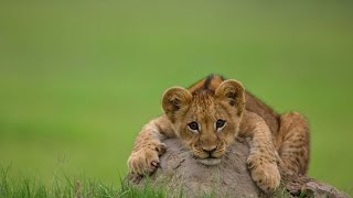 Lion Cub Roar , So Cute