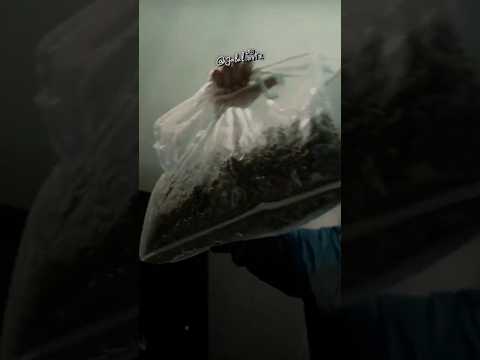 ElGrandeToto 30K Ft Ashafar Video Lyrics 