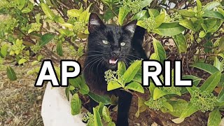 Mysterious black cat in spring exploration.🐈‍⬛ by Unusual stories of a black cat 354 views 3 weeks ago 3 minutes, 3 seconds