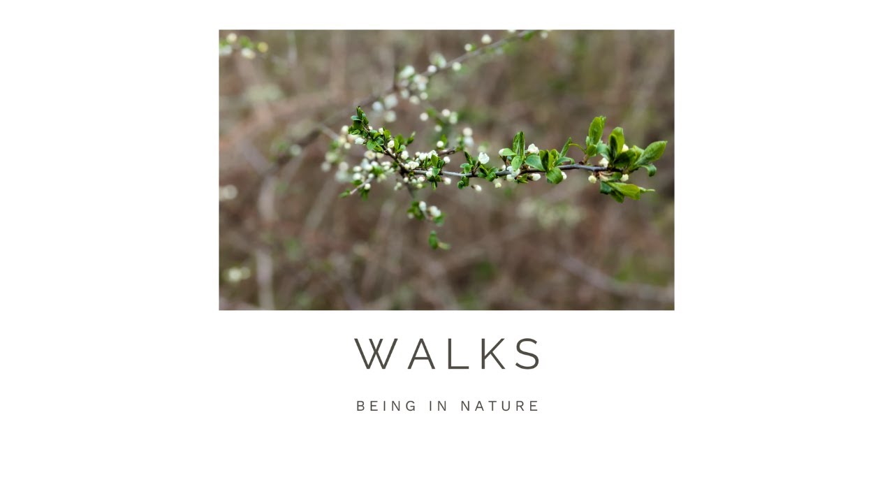 Early Spring Walk by Sue Cartwright - YouTube