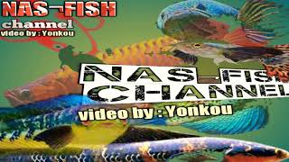 channa marulioides/emeperor snakehead/maru yellow sentarum/maru yellow mata merah/maru yellow